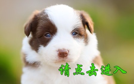 卡秋