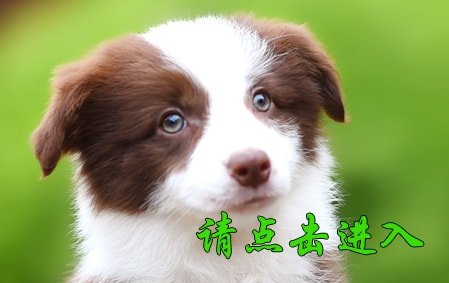 卡秋