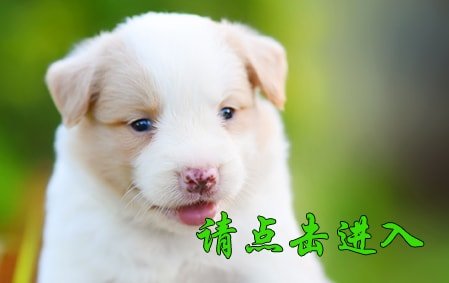 伊娜