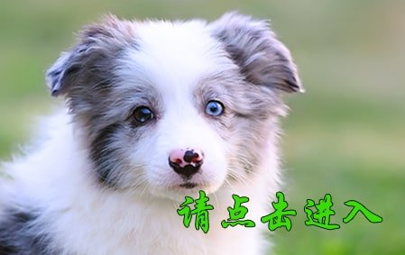 沫沫