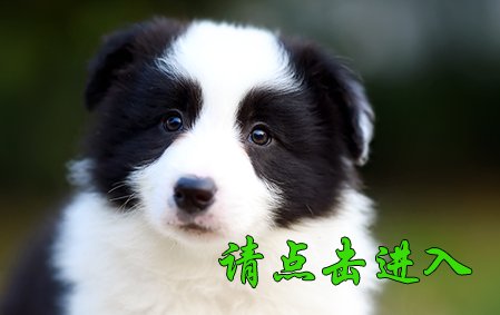 感谢郑州郭先生已结缘奥利奥 2021年