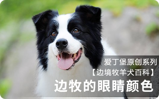 ■□边境牧羊犬百科——边牧眼睛的颜色□■