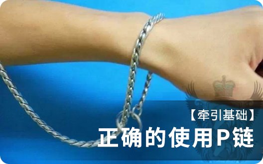 好狗狗的第一步~正确的使用P链~
