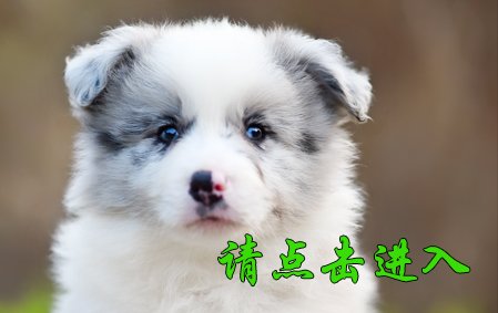 帅帅 公G1