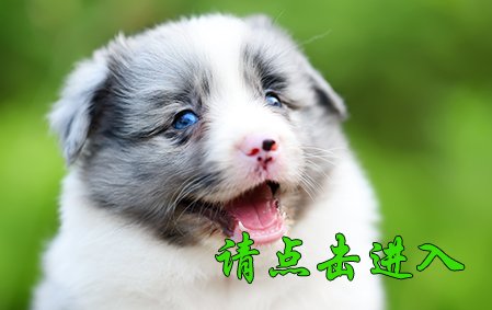 沫沫