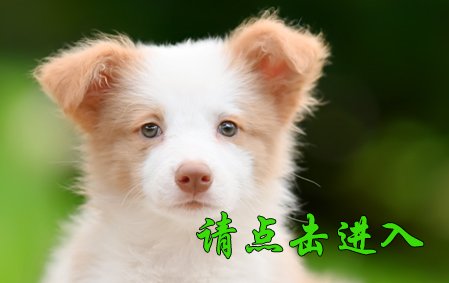 卡秋