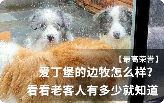 【最高荣誉】爱丁堡的边牧怎么样？那就看看老客人有多少