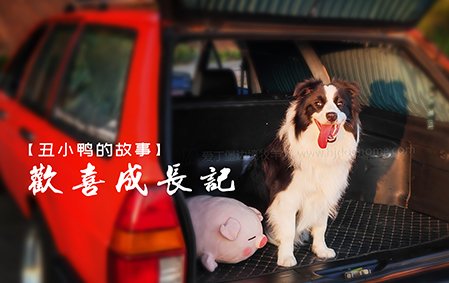 【丑小鸭的故事】“欢喜”成长记