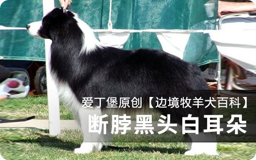【边境牧羊犬百科】断脖黑头白耳朵