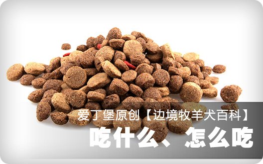 【边境牧羊犬百科】吃什么、怎么吃
