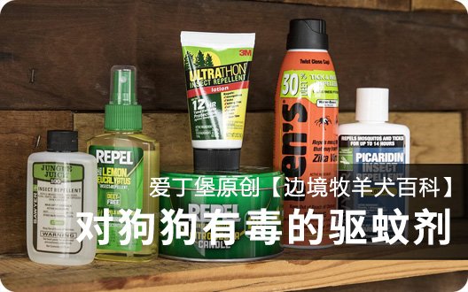 【边境牧羊犬百科】对狗狗有毒的驱蚊剂