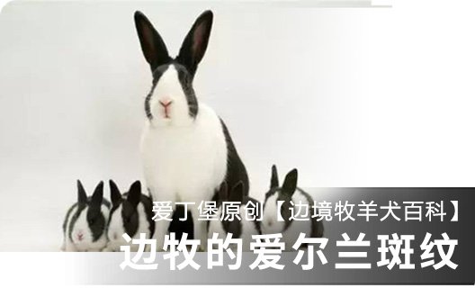 【边境牧羊犬百科】边牧的爱尔兰斑纹