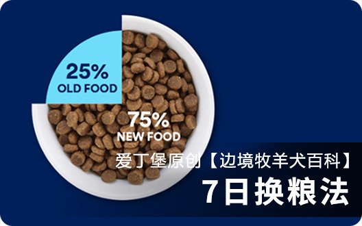 【边境牧羊犬百科】宠物七日换粮法