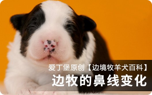 【边境牧羊犬百科】边牧的鼻线变化