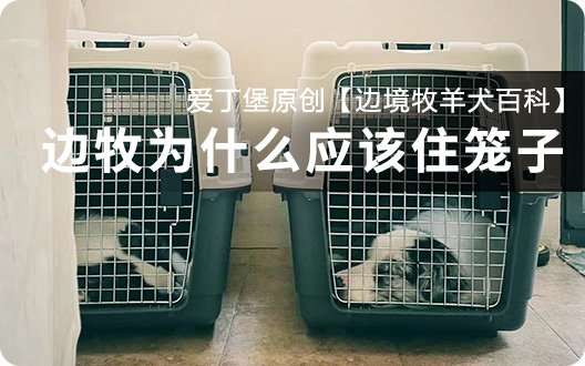 【边境牧羊犬百科】边牧为什么应该住笼子