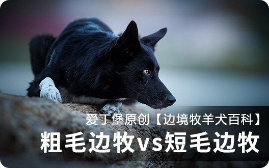 【边境牧羊犬百科】粗毛边牧vs短毛边牧