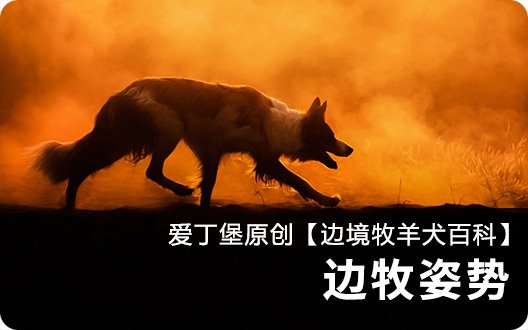【边境牧羊犬百科】边牧姿势