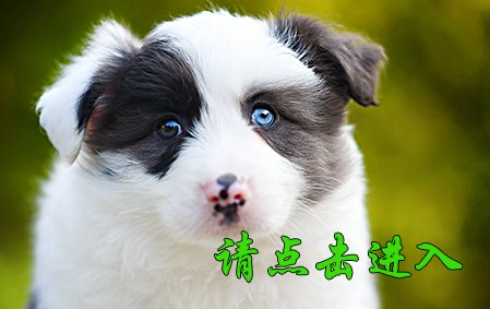 晓帅帅