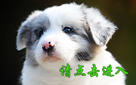 晓帅帅