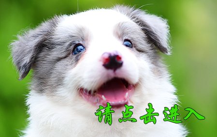 小舒格