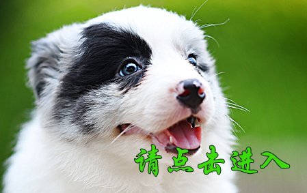 小舒格
