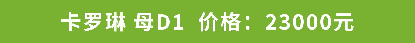 卡罗琳