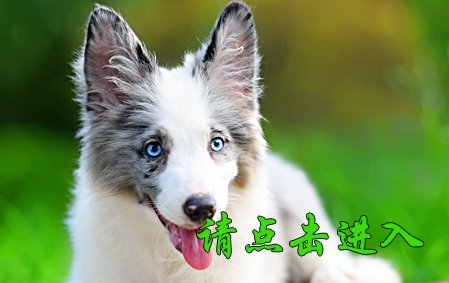 小舒格