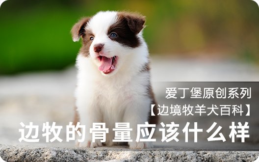 【边境牧羊犬百科】边牧的骨量应该什么样