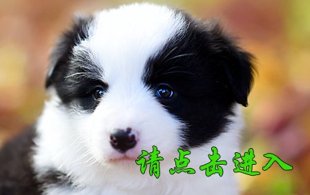 珞珞