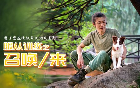 爱丁堡零基础训犬-来