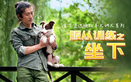 爱丁堡零基础训犬-坐
