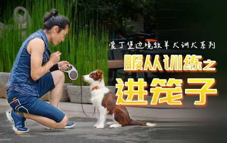 爱丁堡零基础训犬-进笼子