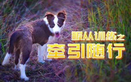 爱丁堡零基础训犬-牵引随行