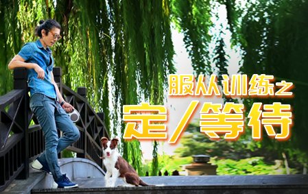爱丁堡零基础训犬-等待/定