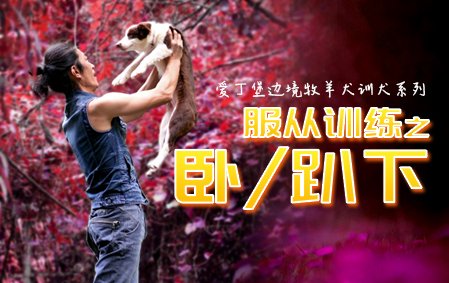 爱丁堡零基础训犬-卧