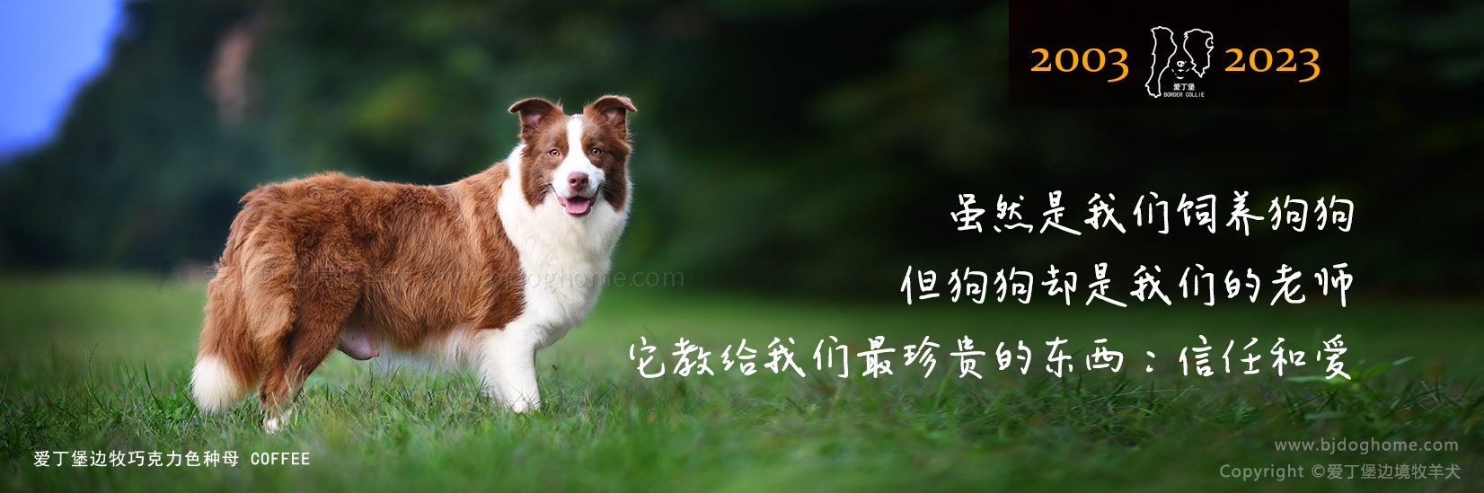 狗 奶狗 幼犬 宠物犬 牧羊犬 伴侣犬 小狗崽 奶狗出售