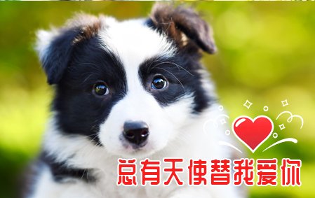 感谢河北秦先生已结缘仔仔 2021年