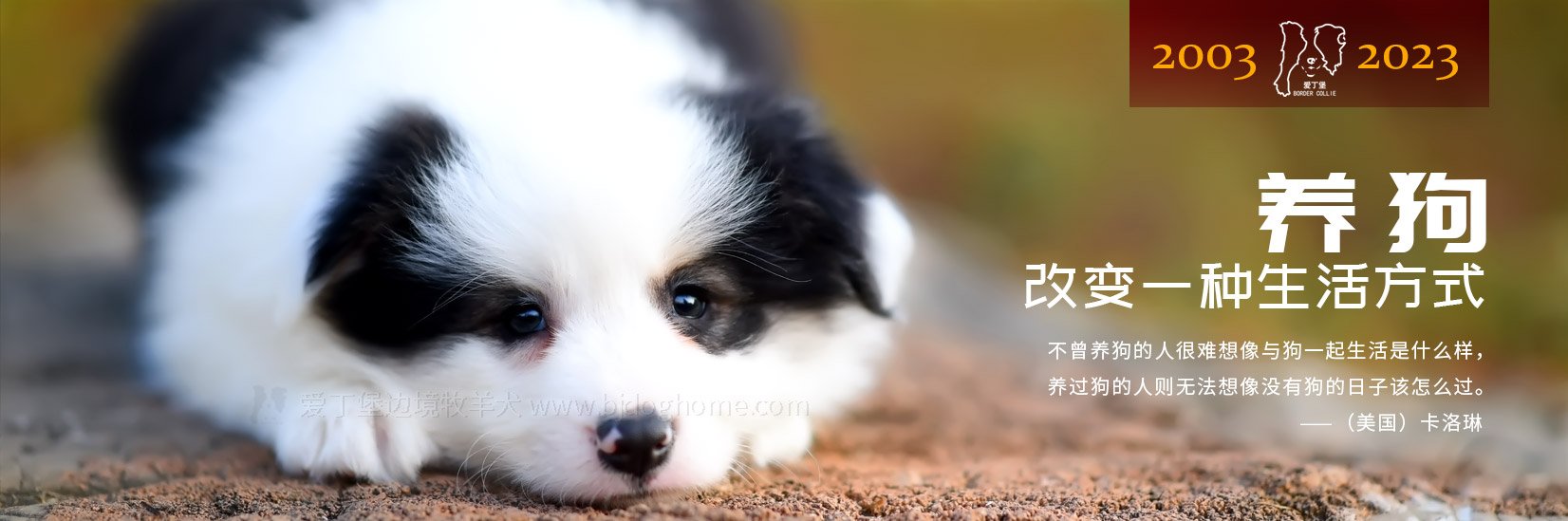 纯种健康高品质边境牧羊犬 狗狗 萌宠 幼犬 青岛边牧