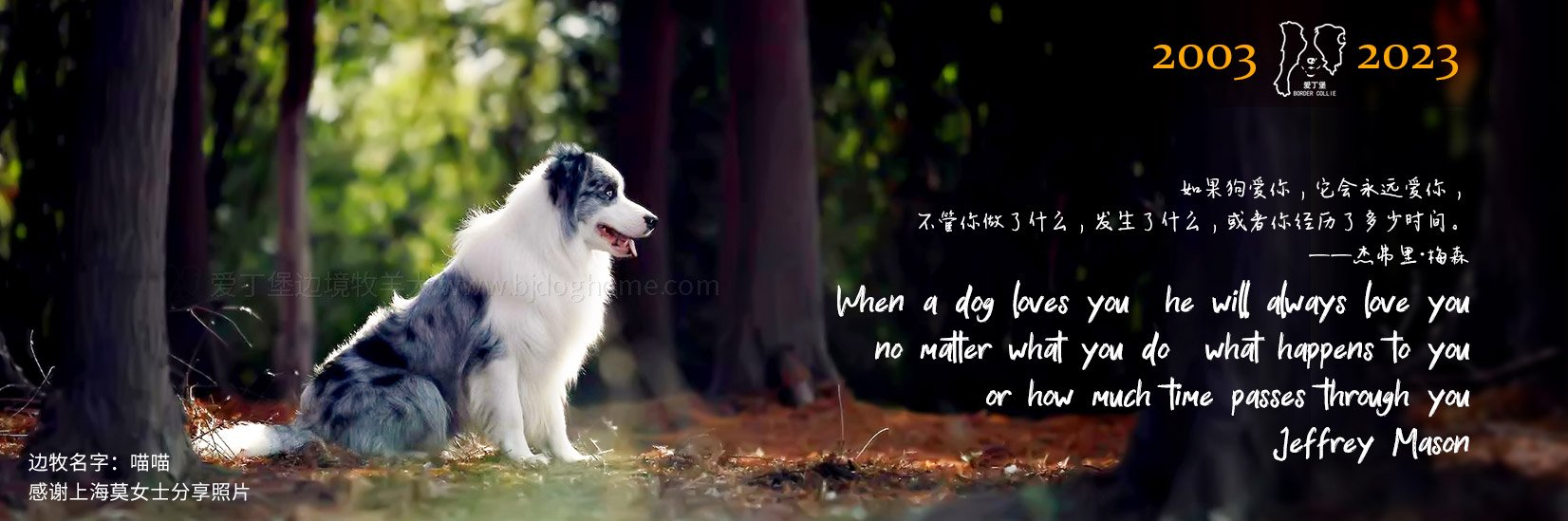 纯种边牧幼犬 小边牧 双血统边境牧羊犬奶狗
