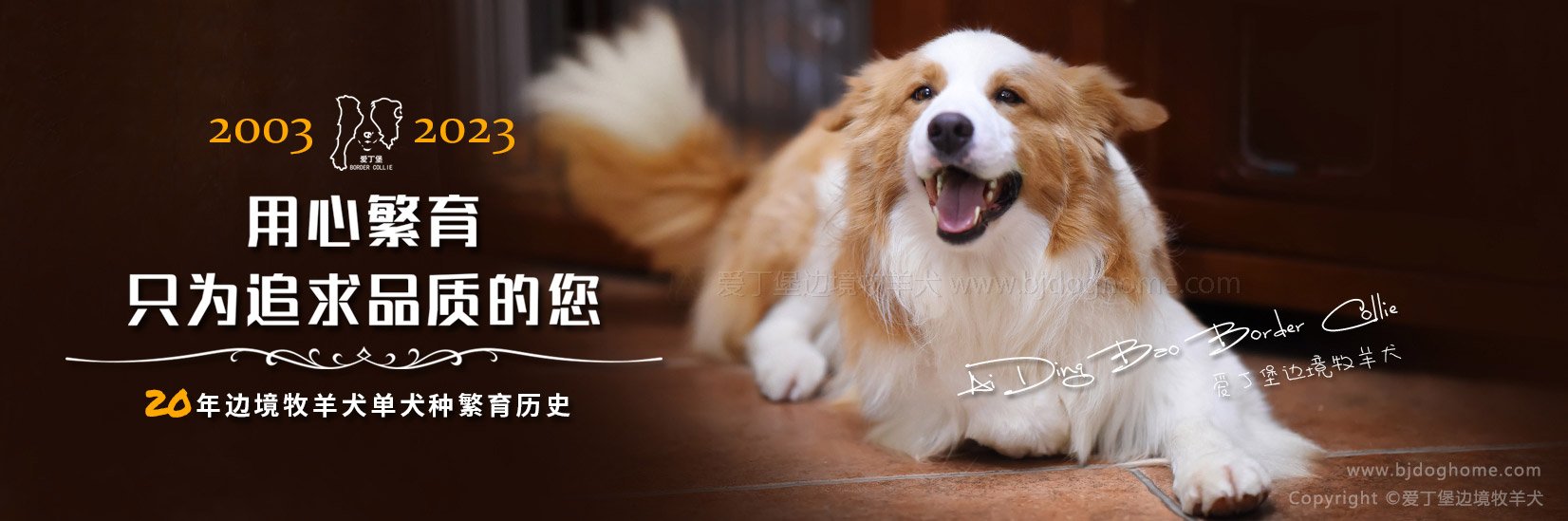 山东边牧犬舍 bordercollie bordercolliepuppy bordercolliekennel