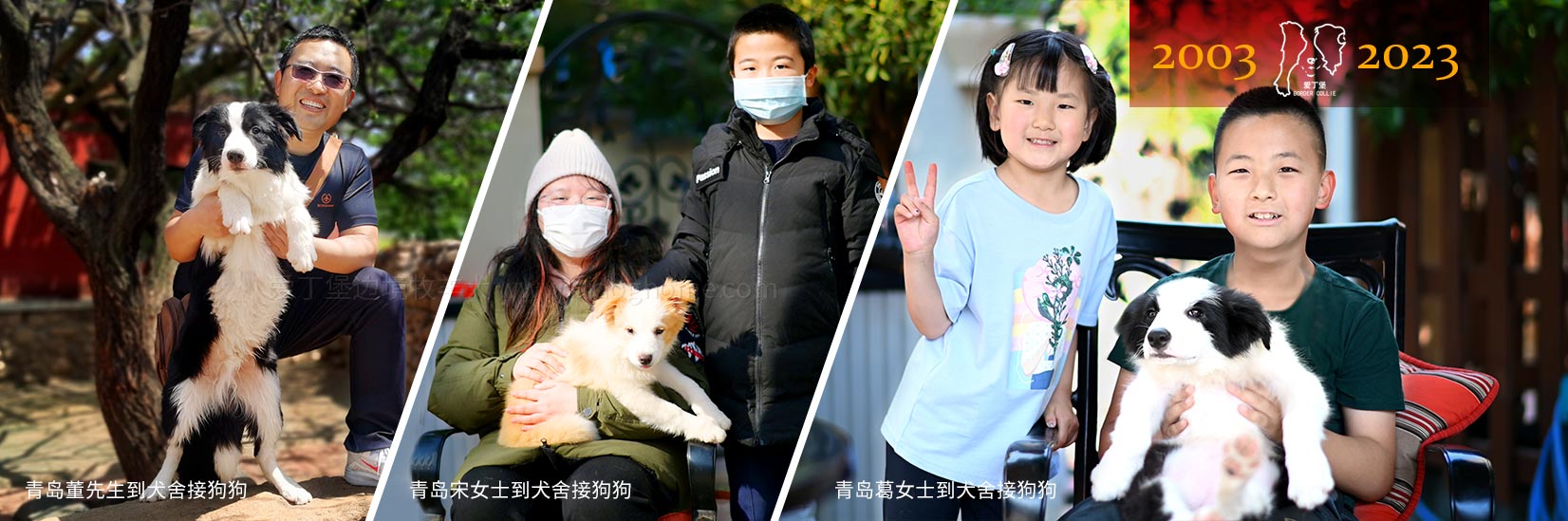 狗狗 萌宠 幼犬 青岛边牧 青岛边境牧羊犬 青岛犬舍