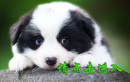 麦考 公F1