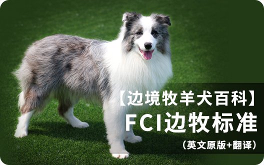【边境牧羊犬百科】FCI边牧标准（英文原版+翻译）