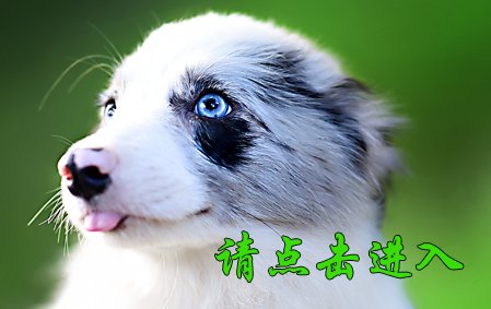 小舒格