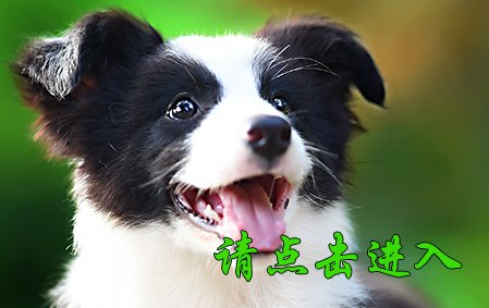 小舒格