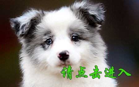 安吉拉 母G1