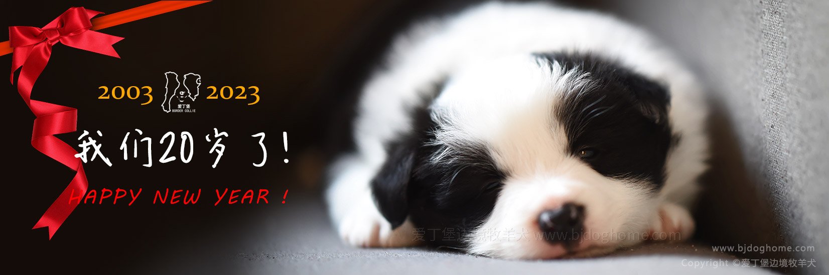 双血统边牧幼犬奶狗