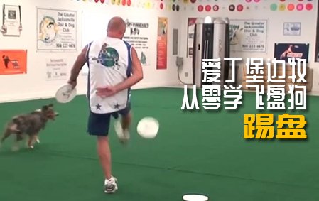 爱丁堡边牧飞盘狗训练教程： 踢盘