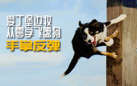 爱丁堡边牧飞盘狗训练教程：手掌反弹