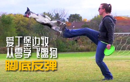 爱丁堡边牧飞盘狗训练教程：脚底反弹